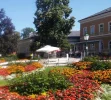 Blumenmeer_2.webp