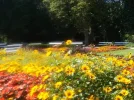 Blumenmeer_4.webp