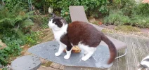Felix_1.webp