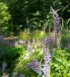 Park im Sommerlicht_4.webp