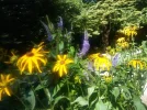 Sommerblumen_2.webp