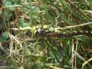 DSCN0341[1].webp