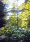Park im Sommerlicht_3.webp