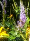 Sommerblumen_1.webp