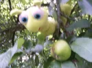 100_1642.webp