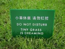 GrassDreaming.webp
