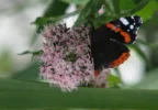 schmetterling1b.webp