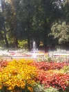 Blumenmeer_10.webp