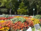 Blumenmeer_9.webp