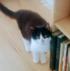 Felix_2 (1).webp