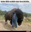 Bison.webp