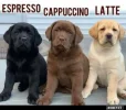 kaffee.webp