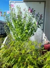 balkonien 003.webp