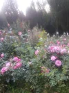 Rosengarten_4.webp