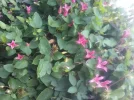 Clematis_pink_1.webp