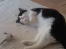 Felix und die Maus_1.webp