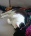 Felix auf der Caoch_1.webp