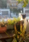 Felix am Balkon_1.webp