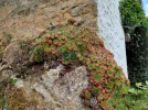 Consenvoye succulenten pt.webp