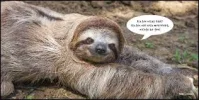 1 faultier.webp