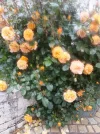 Rosenporträt_6_koralle_2.webp