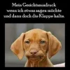 7 Hund.webp