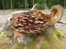 Pilz.webp