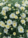 Blume 1.webp