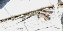 Eidechse_3.webp