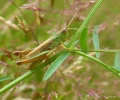Heuschrecke1.webp