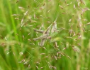 Heuschrecke2.webp
