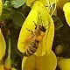blume mit biene erie.webp