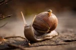 schneckschneck.webp