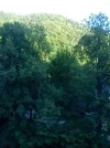 Forest, May 17th, 2012.webp