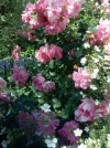 4068 - 150612.webp