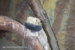 Bart15gross.webp