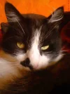 Moritz2.webp