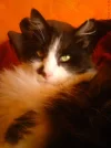 Moritz1.webp