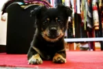 krue.webp