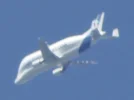 beluga.webp