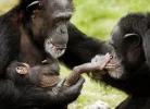 affenbaby.webp