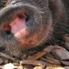 1575-haengebauchschwein-nase.webp