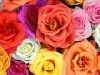 blumen-kostenloses-hintergrund2.webp