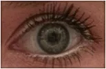 Auge.webp