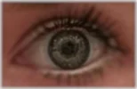 Auge.webp