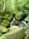 Ysperklamm2.webp