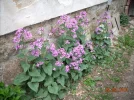 DSCN2398.webp