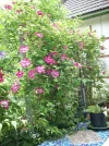 DSCN2648.webp