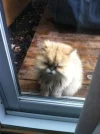 Germlin1.webp