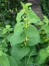osterluzei-3big.webp